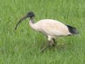 Threskiornis molucca (Australian White Ibis).jpg